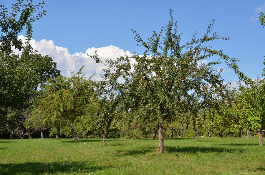 Zone de protection paysagère de Kirschenfeld près de Nehren dans l'arrondissement de Tübingen