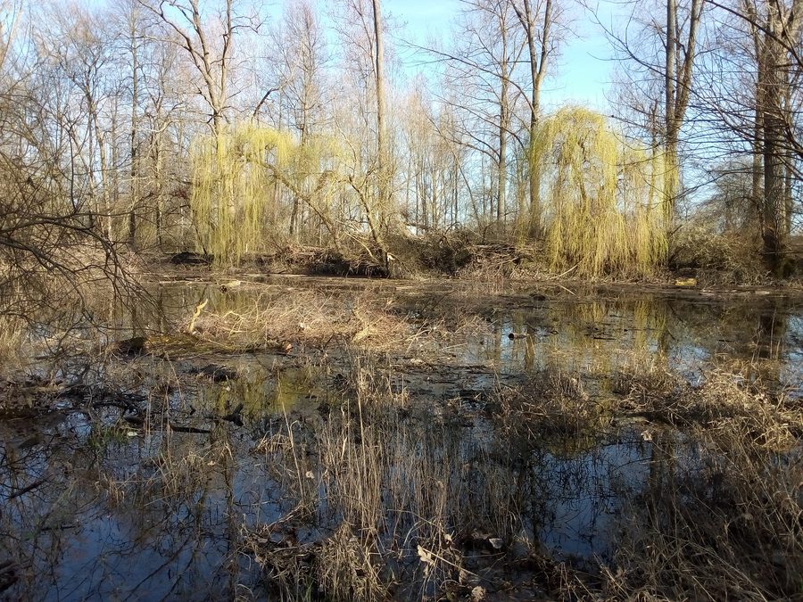 Bras mort à l’Ochsenlache près de Philippsburg-Rheinsheim