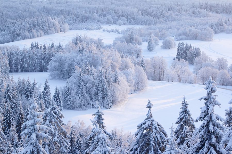 Paysage hivernal du haut plateau de Haanja vu depuis la tour d'observation du Suur Munamägi