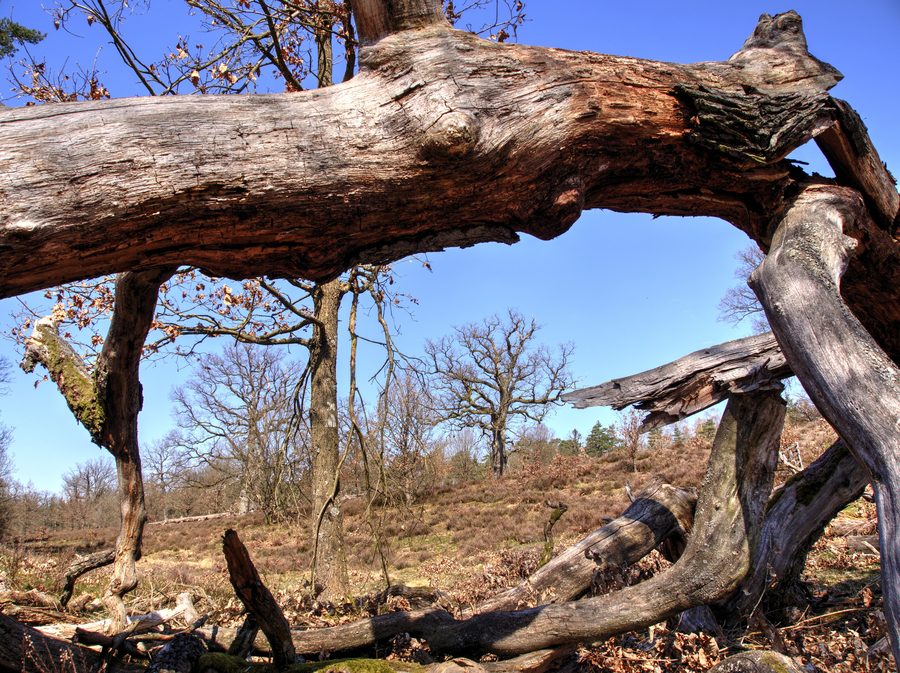 Paysage forestier dans la réserve naturelle de Breeser Grund dans la Göhrde