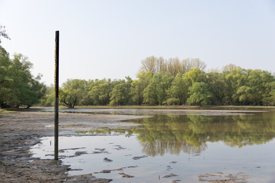 Côté ouest de l’ancien bras du Rhin de Wintersdorf dans la zone alluviale du Rhin à Rastatt
