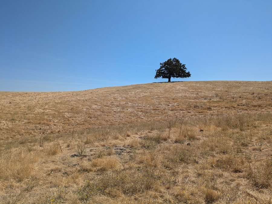 Paysage dans le parc régional de Contra Loma près d’Antioch
