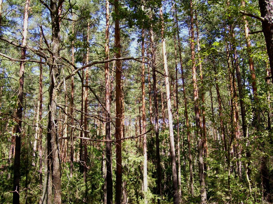 Paysage forestier dans la Puszcza Biała en voïvodie de Mazovie