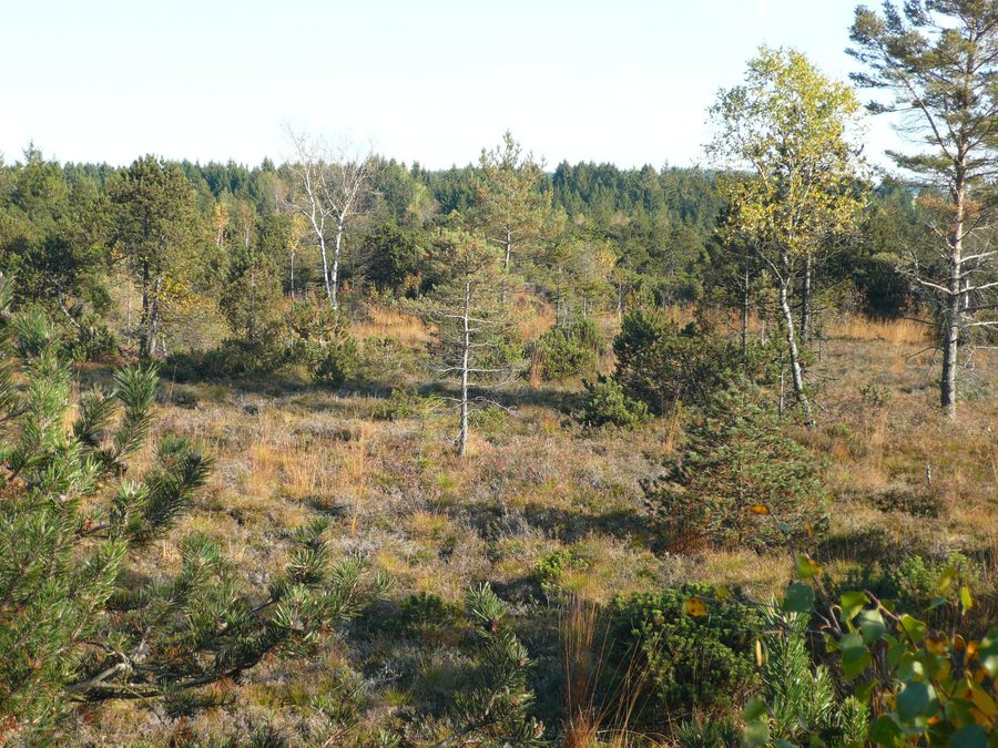 Paysage dans le Bodenmöser, une zone naturelle près d’Isny dans l’Allgäu