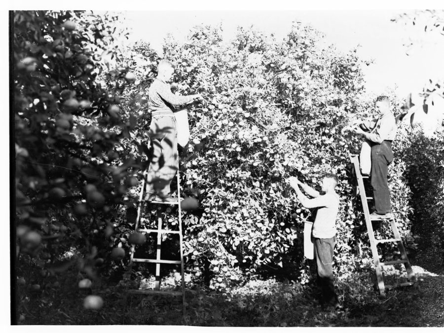 Trois hommes pendant la récolte des mandarines à Renmark