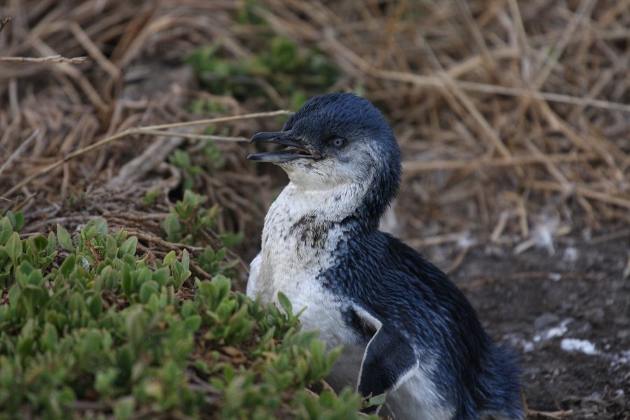 Un petit manchot debout sur Phillip Island, Victoria.
