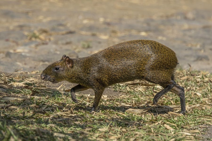 Un agouti d’Amérique centrale est assis dans l’herbe et regarde avec vigilance sur le côté.