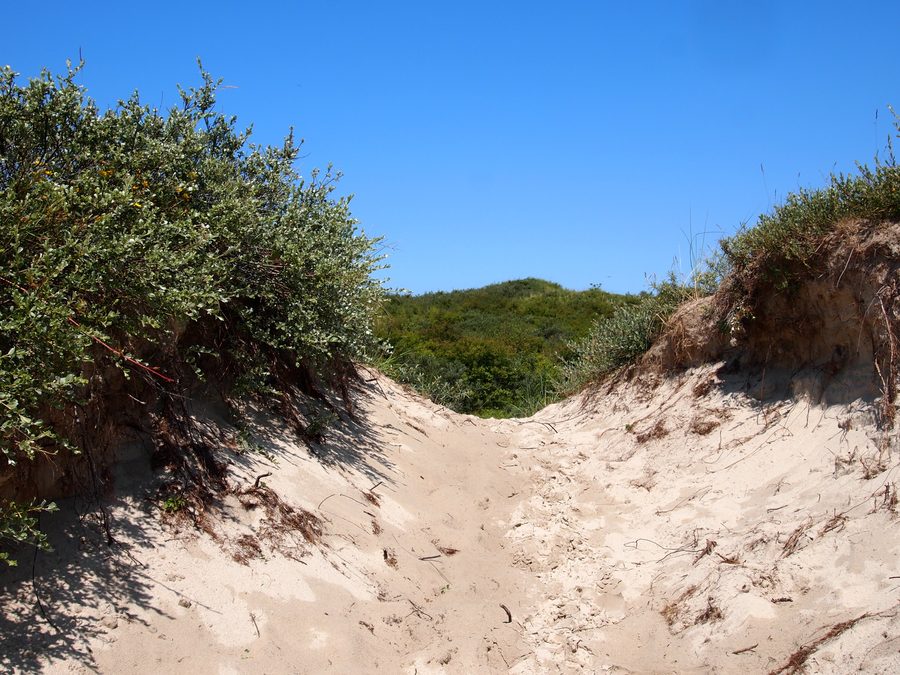 Paysage de dunes dans le parc national de Schiermonnikoog