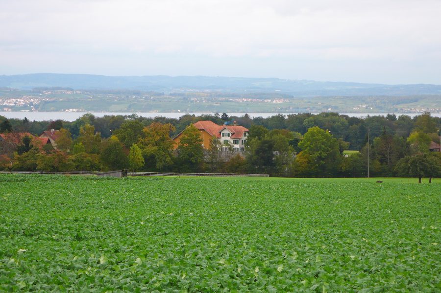 Vue sur le lac de Constance au-dessus de Schönenbaumgarten près de Langrickenbach