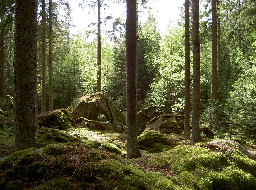 Forêt boréale d’épicéas et de bouleaux dans le parc national de Norra Kvill, comté de Kalmar, Suède