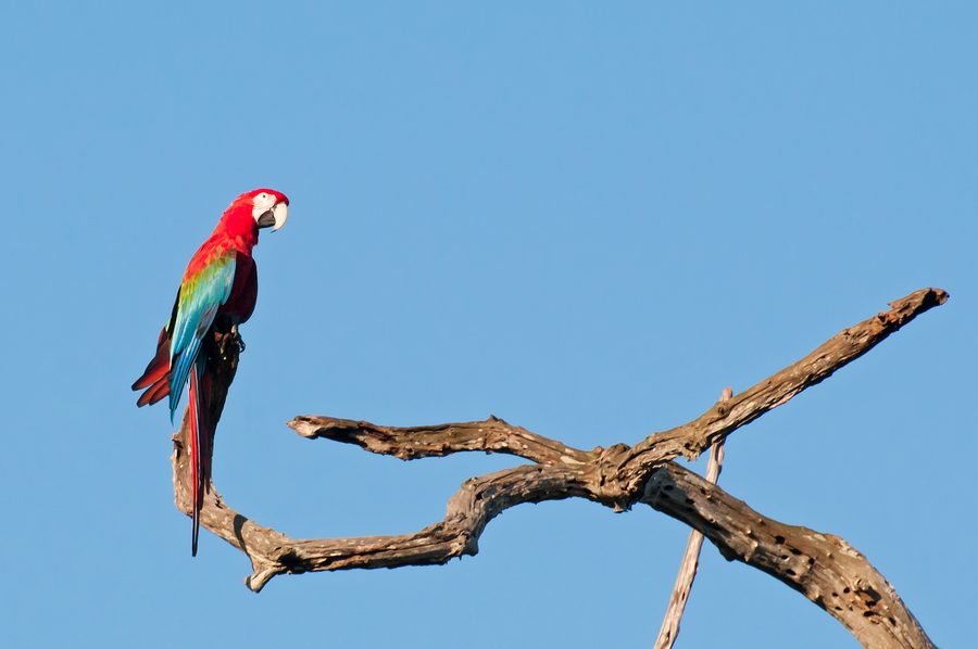 Ara rouge et vert à Bonito, Mato Grosso do Sul.