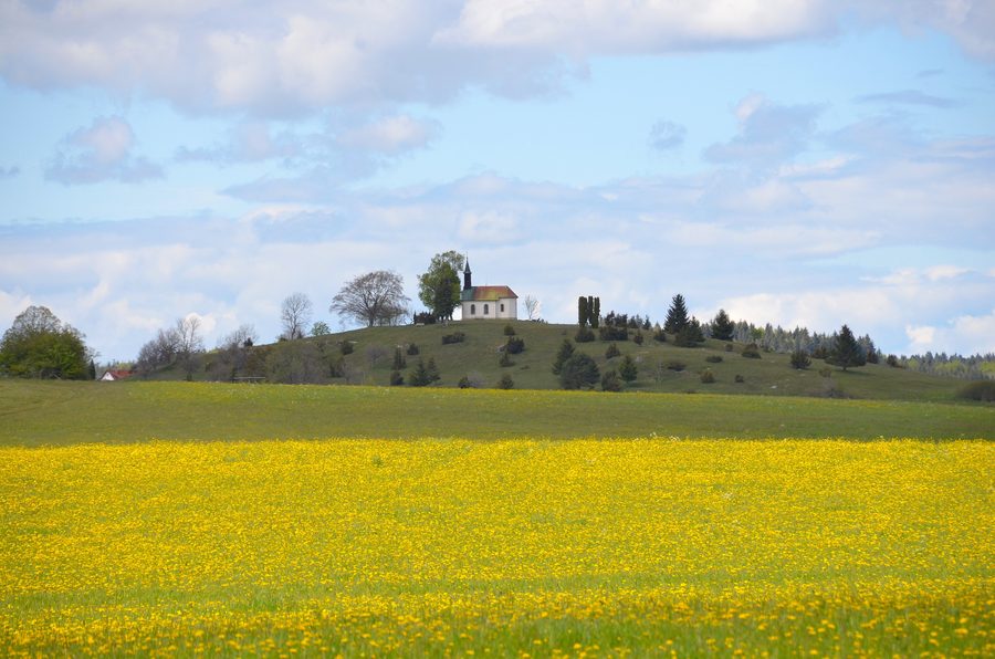 Prairie de genévriers avec la chapelle Saint-Wolfgang sur le Scheibenbühl près d’Obernheim