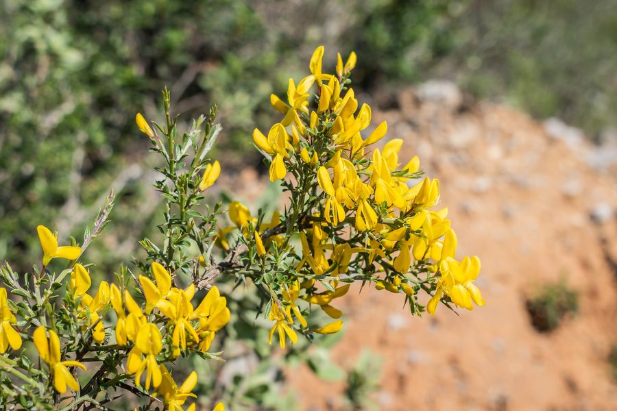 Genista scorpius dans le Massif de la Clape dans l’Aude