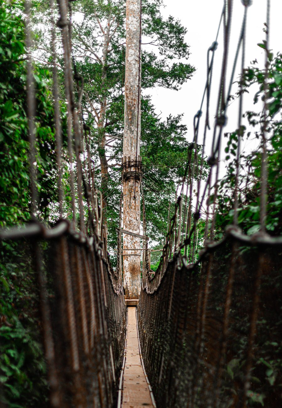 Passerelle dans la canopée du parc national de Kakum