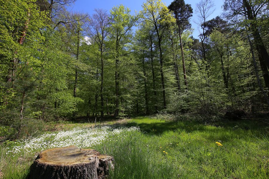 Réserve naturelle « Faulbruch près d’Erzhausen » en Hesse