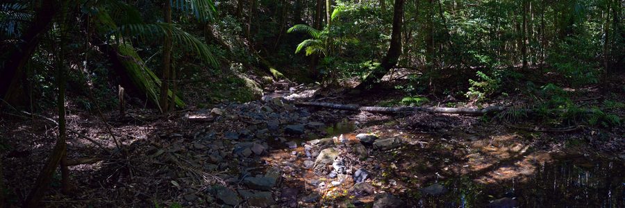 Never Never River dans le Dorrigo National Park