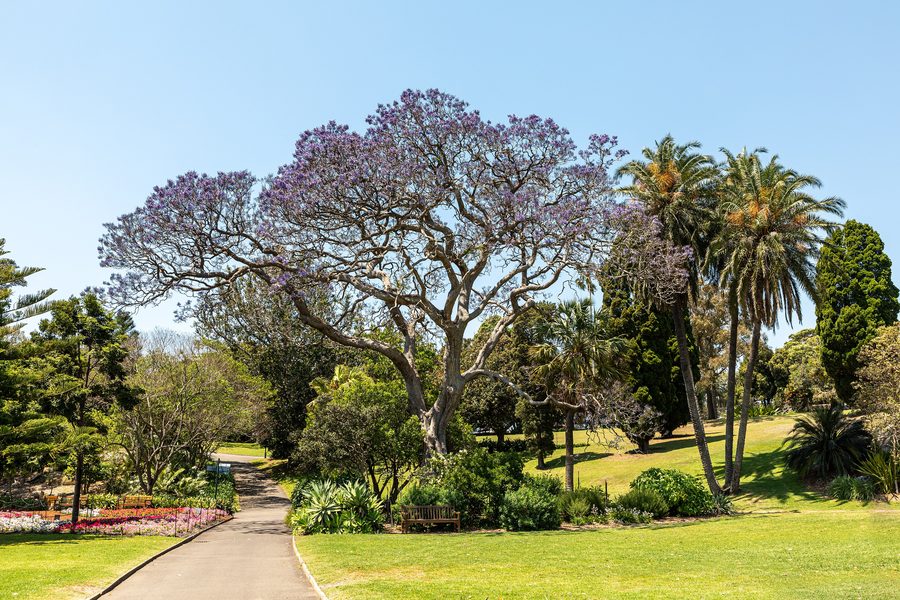 Royal Botanic Gardens à Sydney
