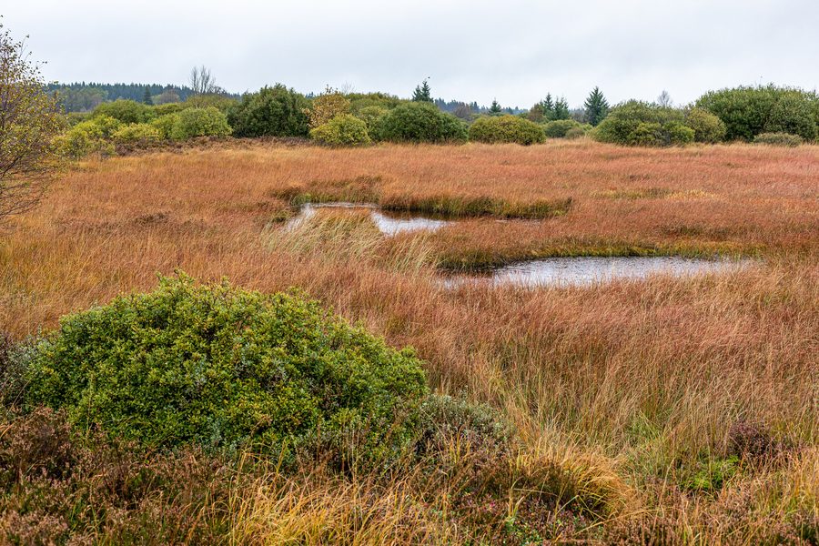 Paysage des Hautes Fagnes dans les Ardennes belges