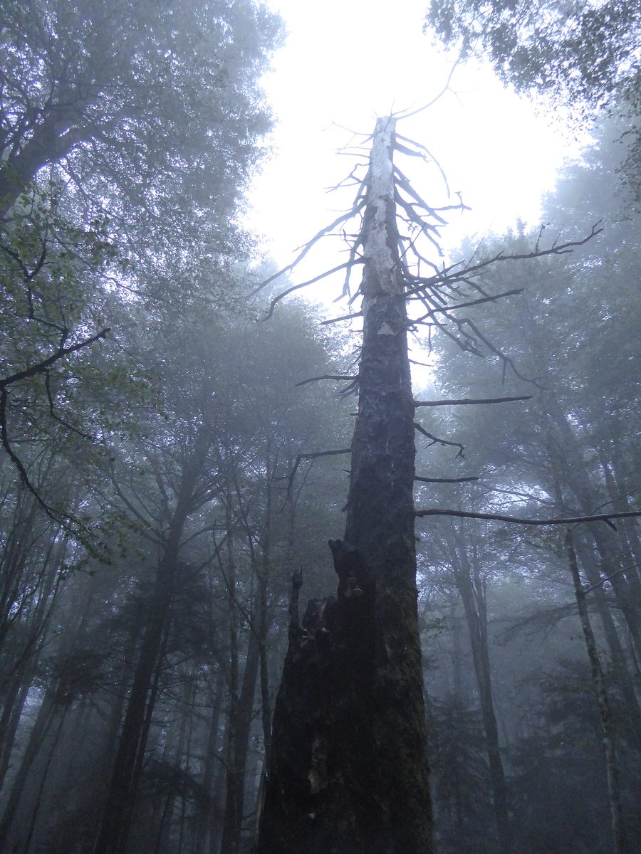 Arbre dans le Parco delle Serre près de Serra San Bruno