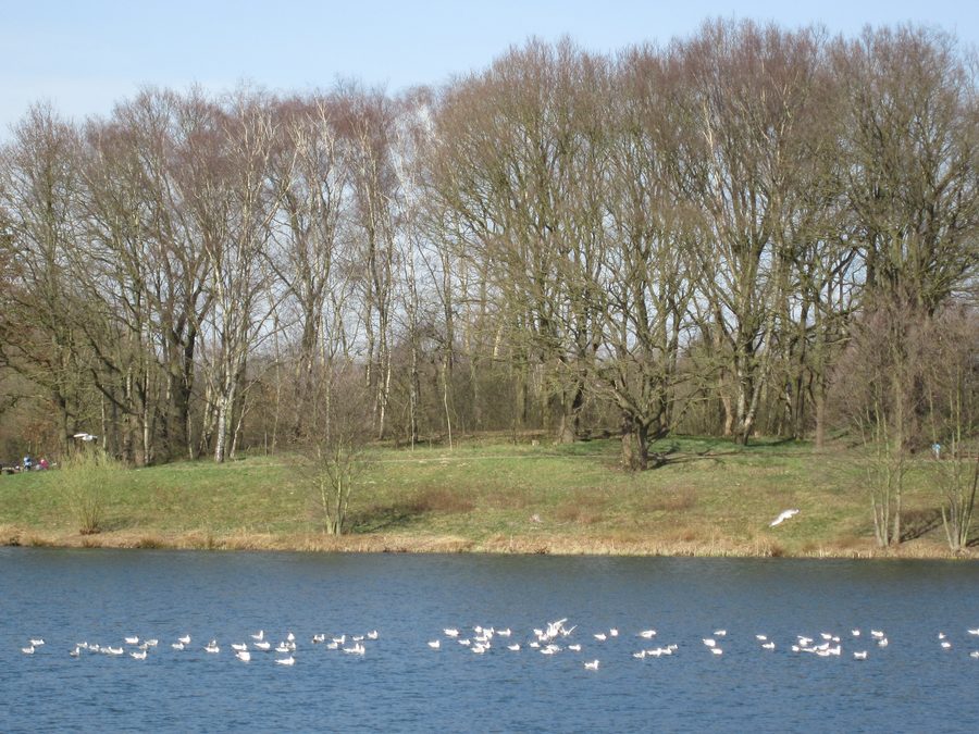 Hartensbergsee près de Goldenstedt vu de l’est