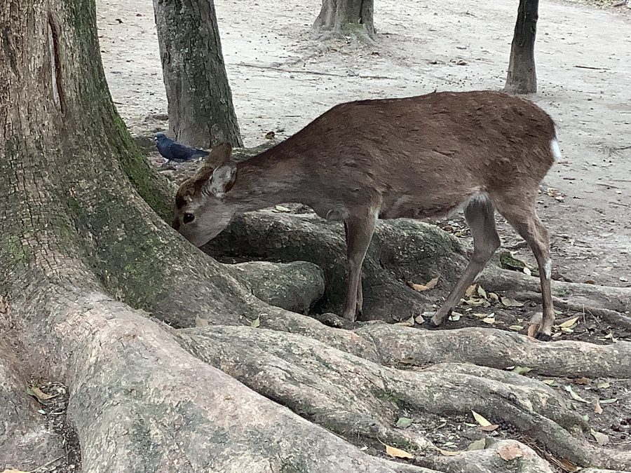 Cerfs dans le parc de Nara