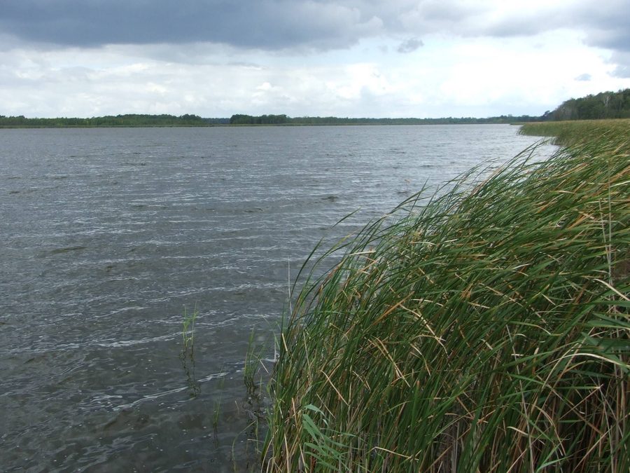 Vue sur le Großer Koblentzer See dans la réserve naturelle