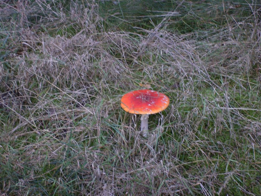 Amanite tue-mouches dans la forêt à Handewitt