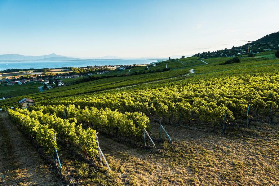 Vignobles de La Côte avec vue sur le lac Léman