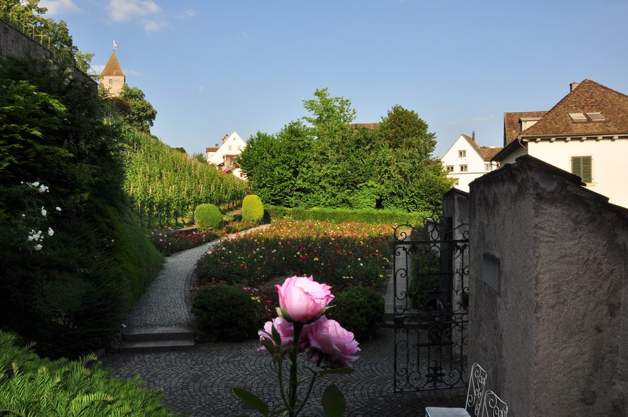 Roseraie à Rapperswil