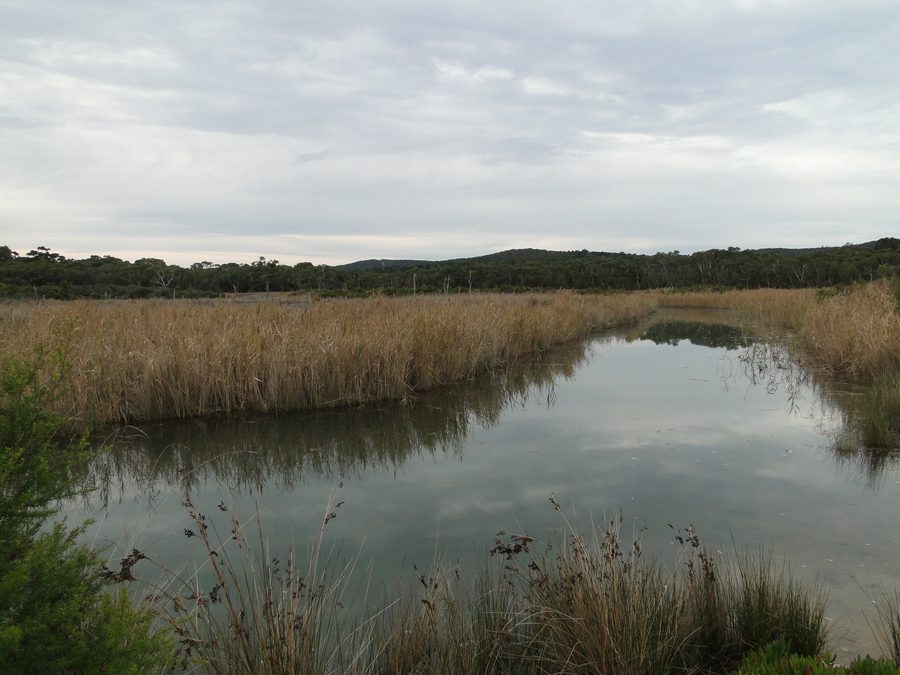 Anglesea River avec paysage riverain dans le Coogoorah Park à Anglesea