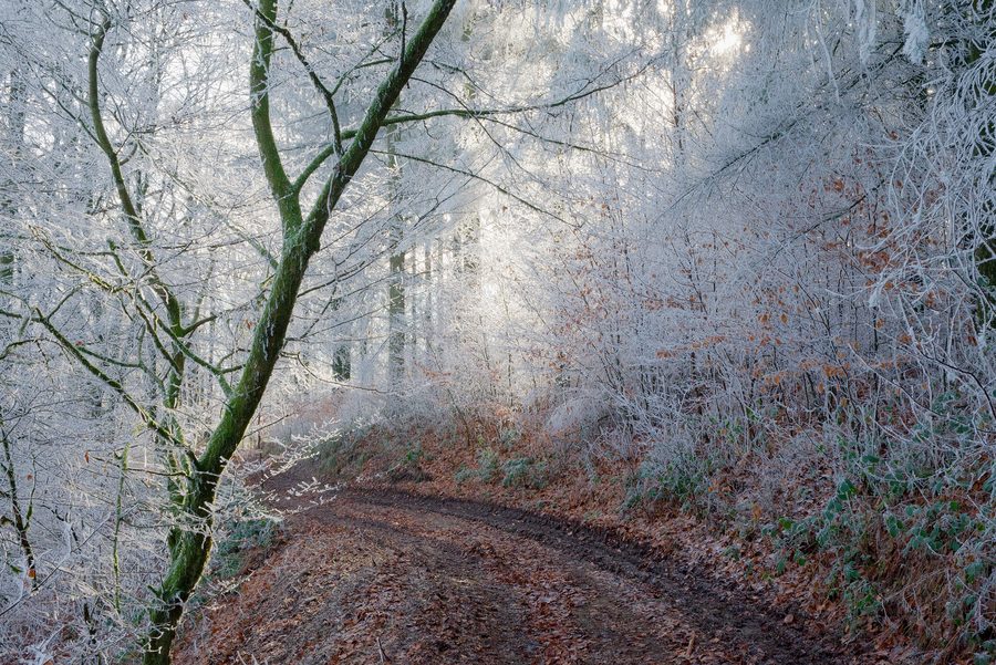 Arbres enneigés sur le sentier de randonnée GR-16 entre Membre et Vresse-sur-Semois