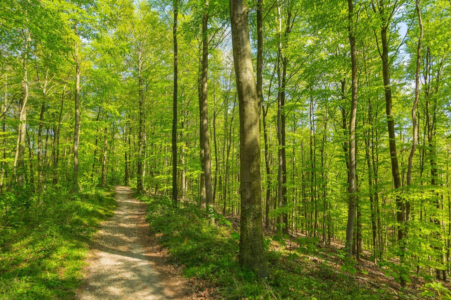 Chemin de crête à travers le Kleiner Freeden sur le Hermannsweg près de Bad Iburg