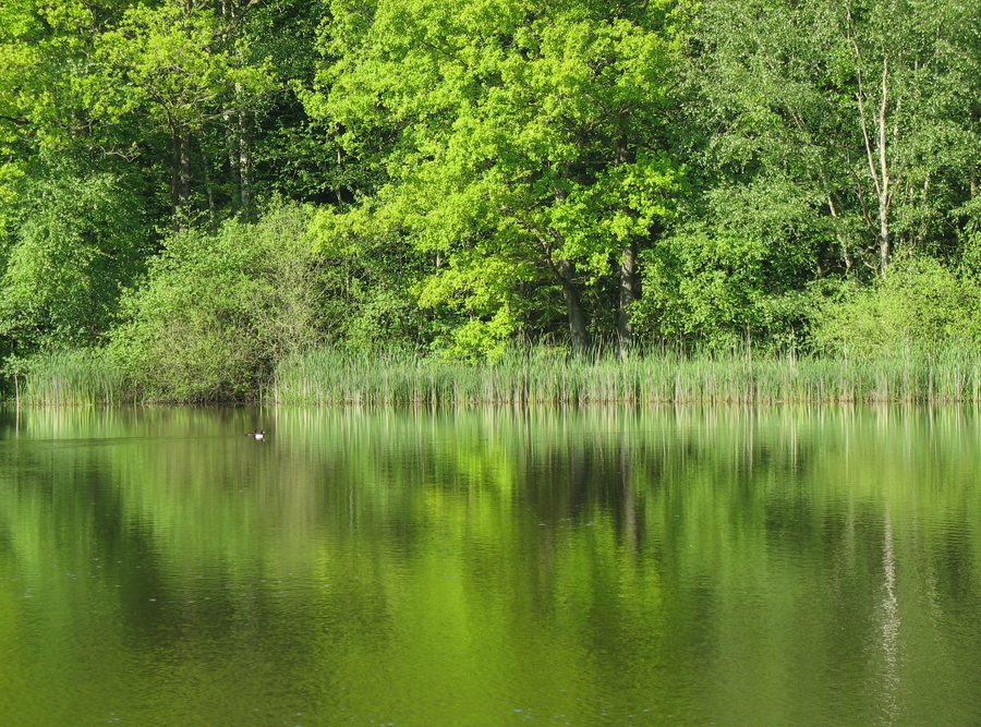 Lac avec reflet d’arbres dans le parc naturel d’Aukrug dans le Schleswig-Holstein