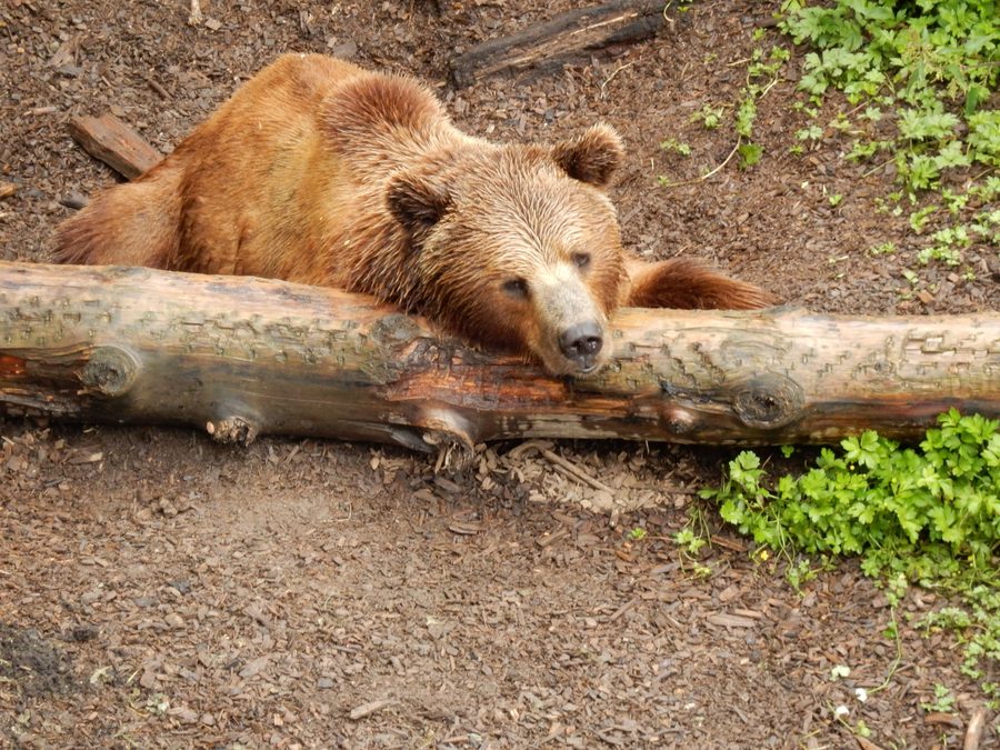 Ours dans le parc aux ours de Berne