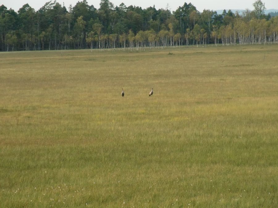 Paysage de tourbière avec tremblants et grues dans l’espace naturel Store Mosse
