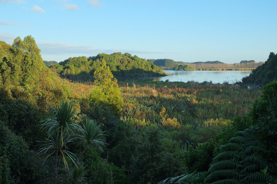 Vue sur la zone humide de harakeke vers le lac Papaitonga dans la réserve panoramique de Papaitonga