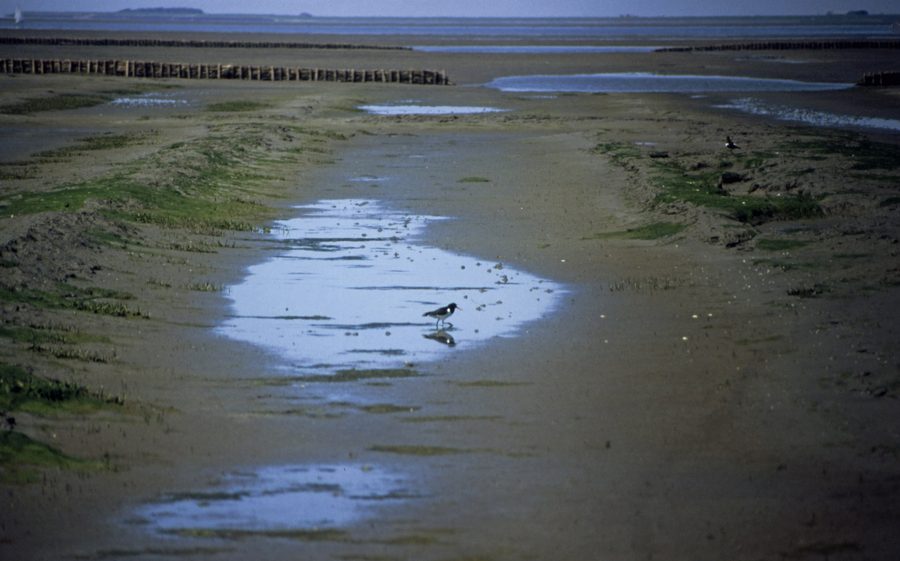 Huîtrier pie dans la vasière à Norderfriedrichskoog