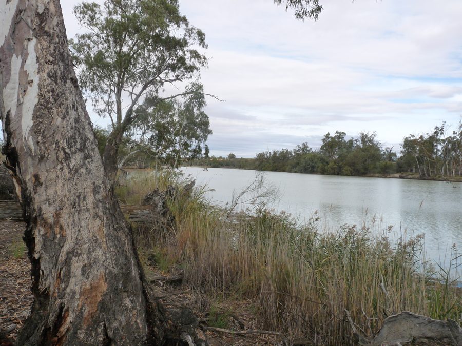 Le Murray River près de Renmark, en Australie-Méridionale