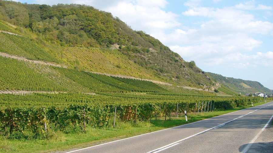 Vignobles près de Leutesdorf sur le Rhin