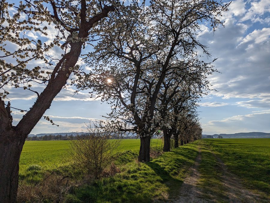 Paysage printanier dans le Solling près d’Uslar
