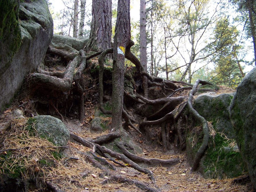 Paysage de forêt et de grès près de Mšeno.