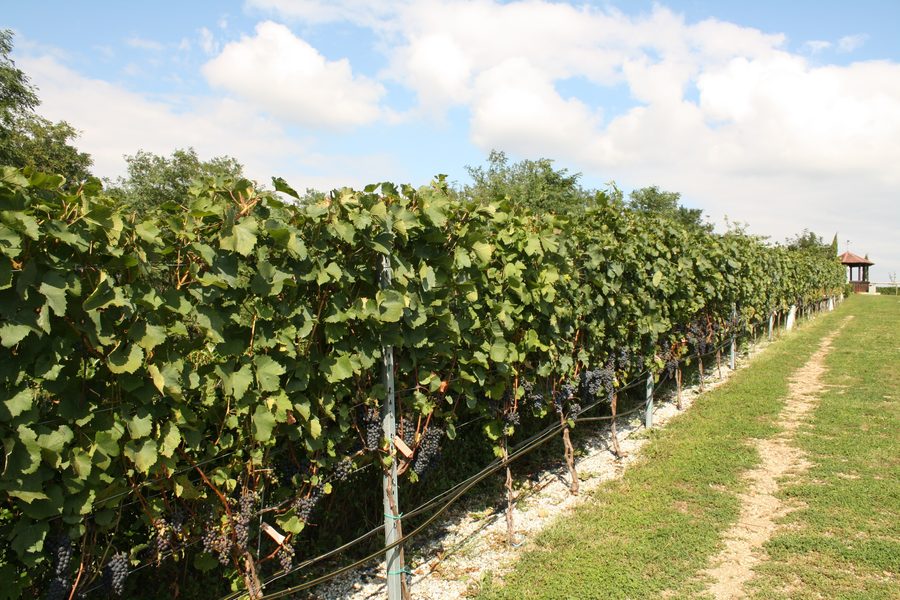 Andreasberg avec jardin viticole pédagogique à Andau dans le Burgenland