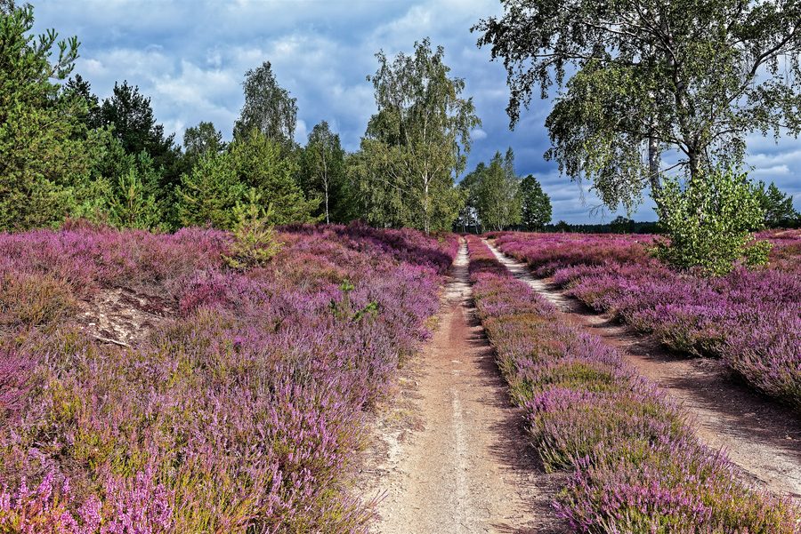 Landes près de la forêt domaniale de Prösa dans le parc naturel du paysage de landes de la Basse-Lusace