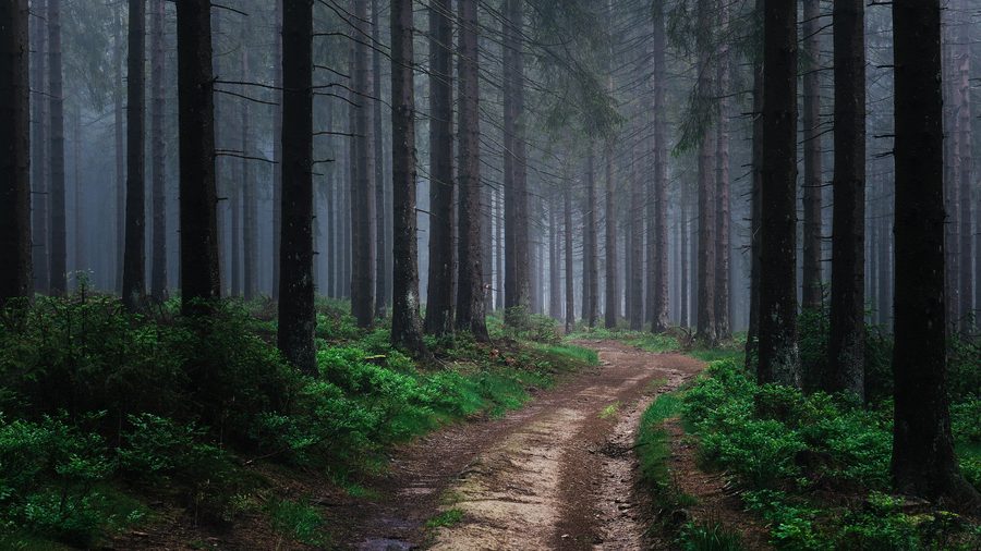 Forêt brumeuse dans le parc naturel Sauerland-Rothaargebirge