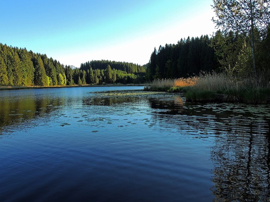 Faulensee près de Rieden am Forggensee dans la forêt