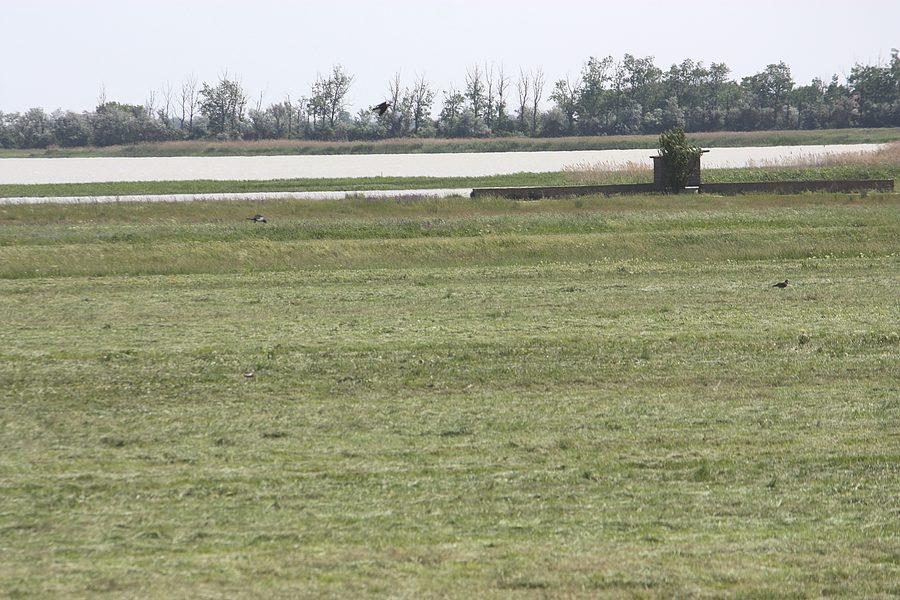 Paysage à la Lange Lacke près d’Apetlon
