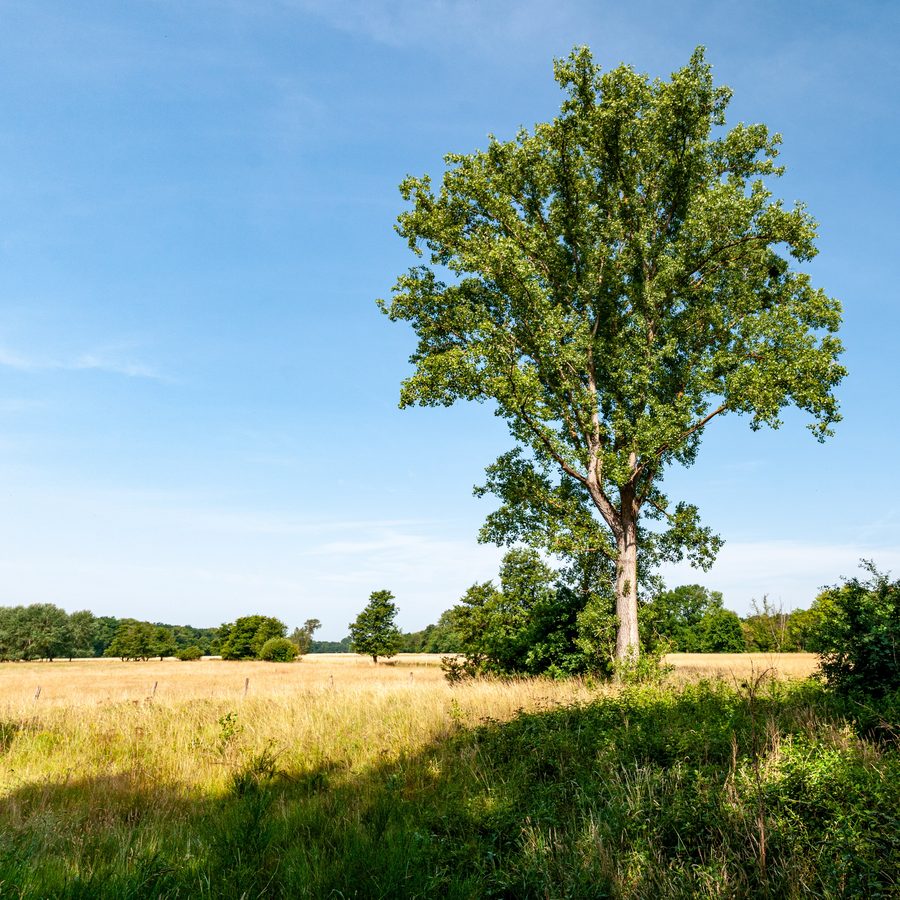 Panorama des prés de la Queich dans l'espace naturel et paysager culturel près de Lustadt