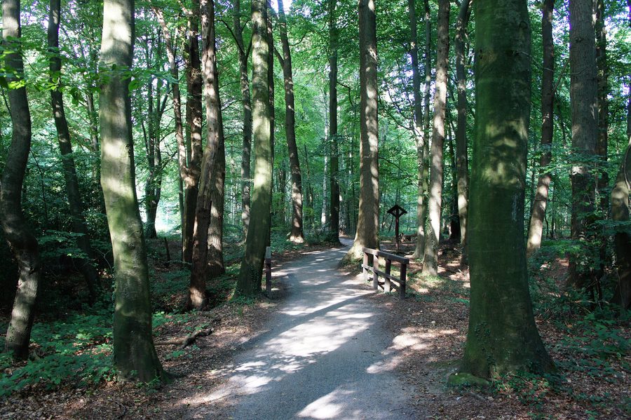 Chemin à travers la réserve naturelle de Stamers Hop