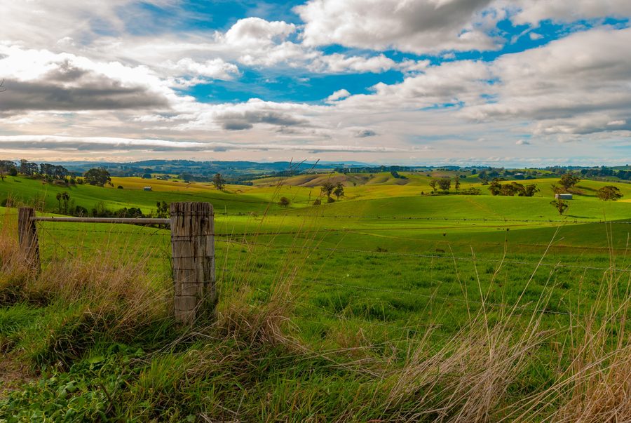 Vue sur des terres agricoles vallonnées en direction des Strzelecki Ranges près de Mirboo North