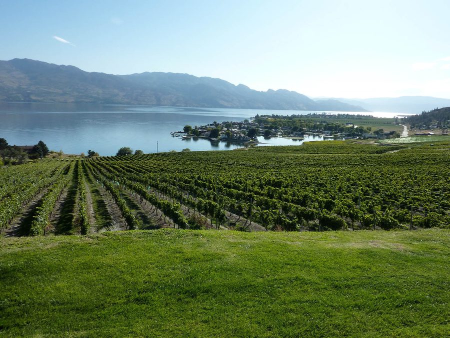 Vignoble au-dessus du lac Okanagan près de Kelowna